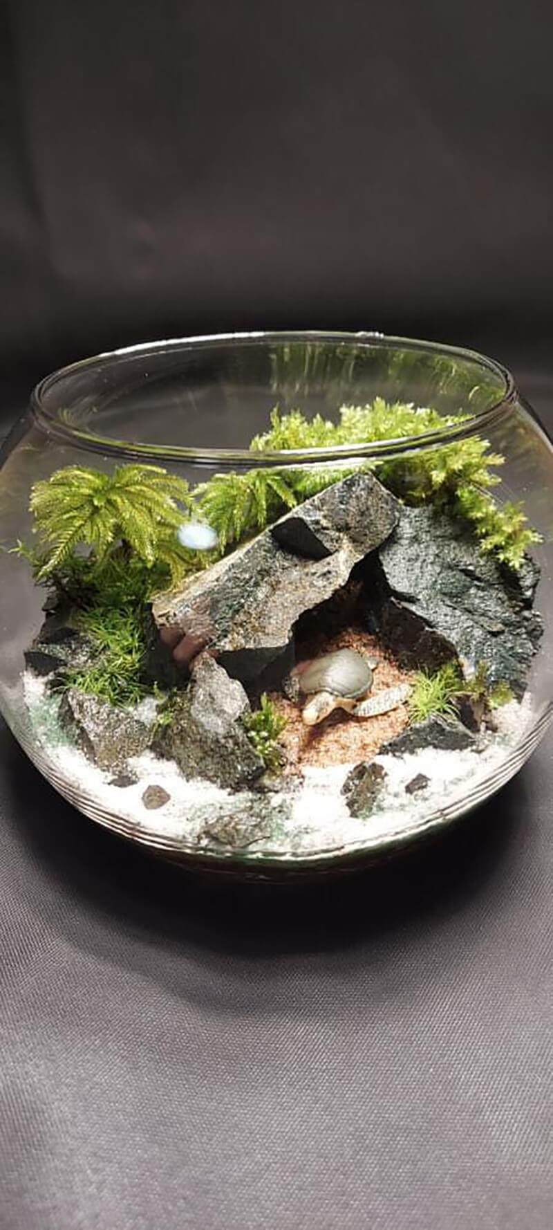 苔のムスムス